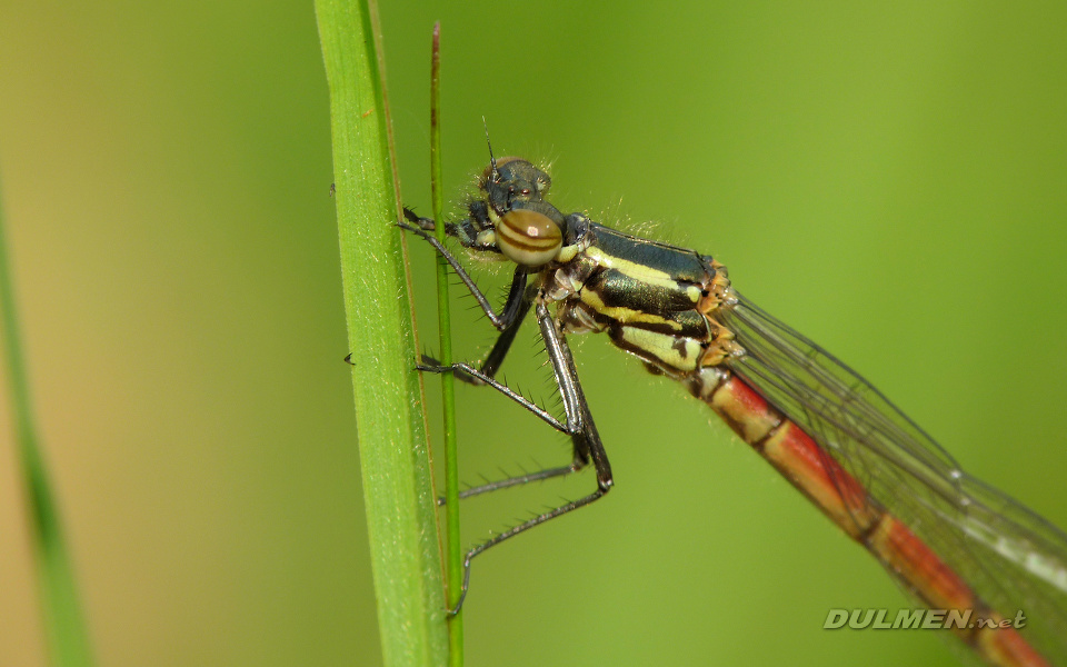 Large Red Damsel (Young female, Pyrrhosoma nymphula)